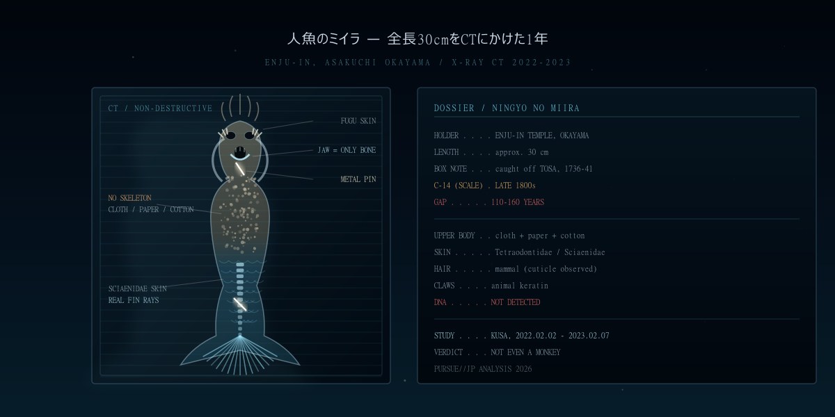 人魚のミイラ——岡山・円珠院の30cmをX線CTで透視した分析図